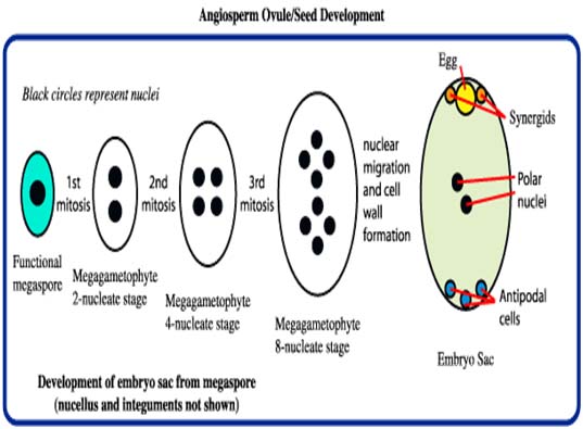 Seed Development